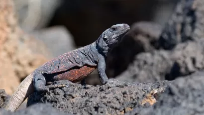 Chuckwalla lizard sitting on volcanic rock.