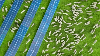 Aeriel view of white sheep grazing on green grass between rows of solar panels.