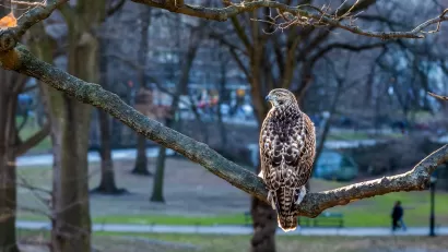 Hawk perched on tree in city park.