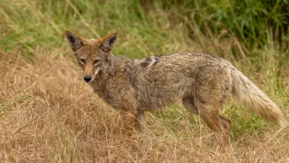 Western coyote looking at camera in grassy field.