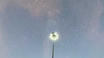 Large flock of purple martin birds at dusk flying above a light pole.