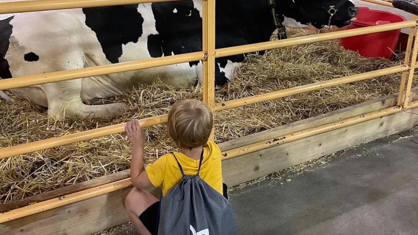 Young boy wearing knapsack sits in front of yellow fence looking at black and white cow at Minnesota State Fair.