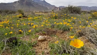 A field of golden poppies fill the desert below mountains in the U.S. Southwest.