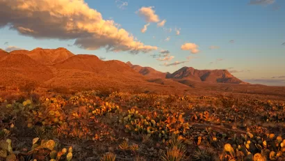 A mountain range at sunset appears in the background of this photo, with cacti in the foreground.