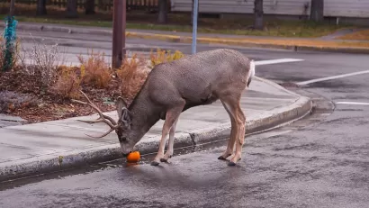 Deer eating an orange on a Banff street