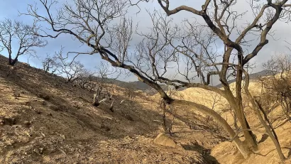 Charred trees on hillside in Altadena, California after Eaton Fire.