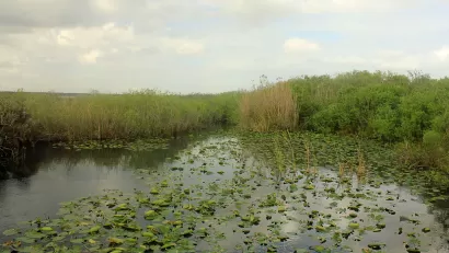 A quite pond with lilly pads floating on the surface and brush in the background.