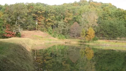 Thick green forest on edge of lake in Louisville, Kentucky.