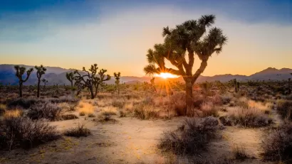 California Desert