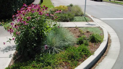 A curb extension at the end of a block landscaped with small shrubs and pink flowers in residential neighborhood.