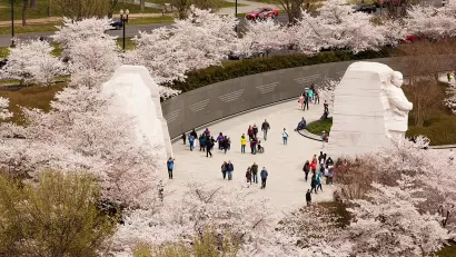 Several visitors walk around the Martin Luther King Jr Memorial, which is surrounded by cherry blossom trees in bloom with pale pink flowers.