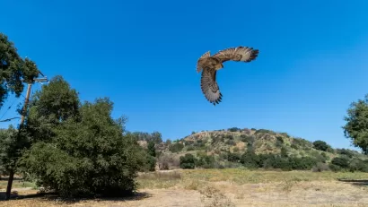Red tailed hawk in flight with scrubland hills and trees in background in San Dimas Canyon Natural Area and Nature Center, California.