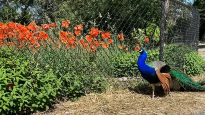 A peacock stands next to a chain-link fence lined by green bushes with olrange flowers in Allen Park, Salt Lake City, Utah.
