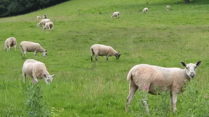 Sheep grazing on a green hillside