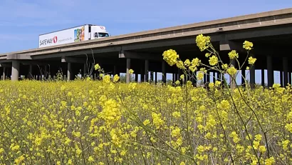 Field of yellow mustard in flower with Yolo Causeway elevated highway in background with truck passing by.