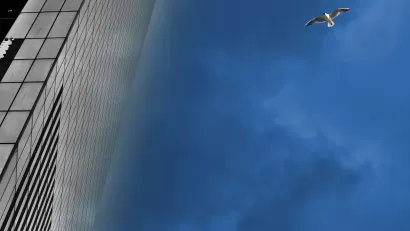City Bird