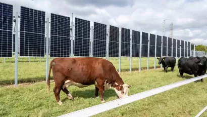 Cows grazing in front of vertical solar panels.