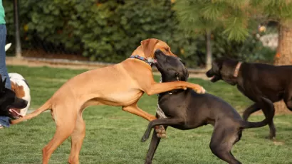 Dog Parks Are Everywhere, but Where Did They Start?