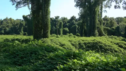 Kudzu vines growing abundantly in a field