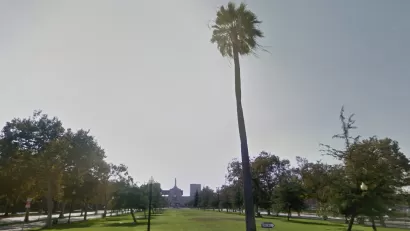 LA Oldest Palm Tree