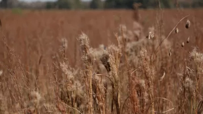 Tallgrass Prairie