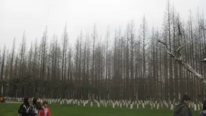 China Reforestation