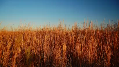 Salton Sea Refuge