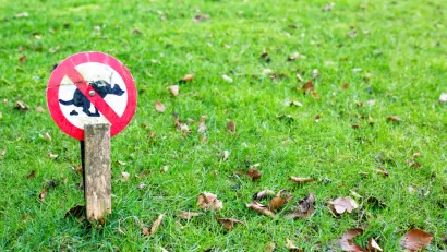 Dogs and Lawns