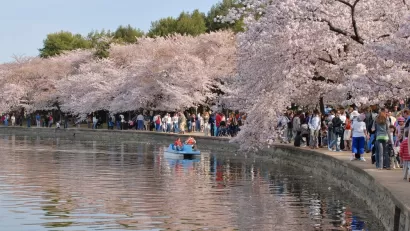 Crowds of tourists at the Washington, D.C. Cherry Blossom Festival walking along a lake lined with blooming cherry trees