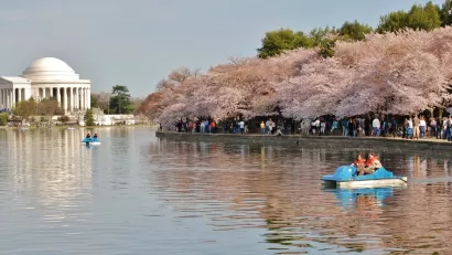 Cherry Blossom Washington, D.C.