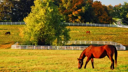 Horse Farm