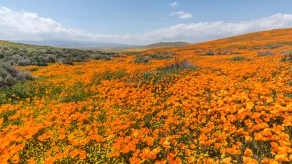 View of field of blooming orange poppies in Antelope Valley, California