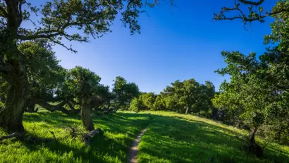 Hiking trail through green, forested area