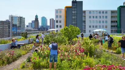 Green roof in Rotterdam, The Netherlands