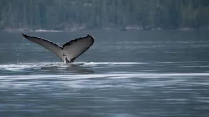 Salish Sea