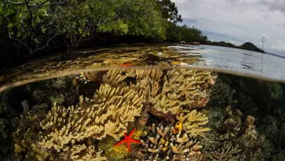 View from half underwater and half above water in mangrove forest in Indonesia with red starfish on coral