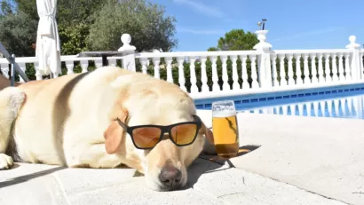 Dog Days of Summer