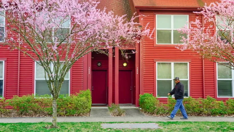 An African American gentlemen walking by the front sidewalk of suburban townhouse with cherry blossom. Colorful red siding duplex with blooming pink flower.
