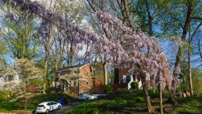 Red brick homes with blooming wisteria in foreground in Arlington, Virginia