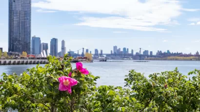 Beautiful Pink Flowers along the East River at Hunters Point South Park during Spring in Long Island City Queens