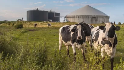 Bio Gas Installation Cows