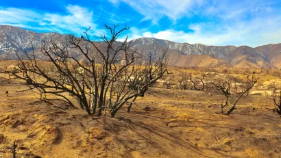 Burned plants near Devil's Punchbowl after 020 fires