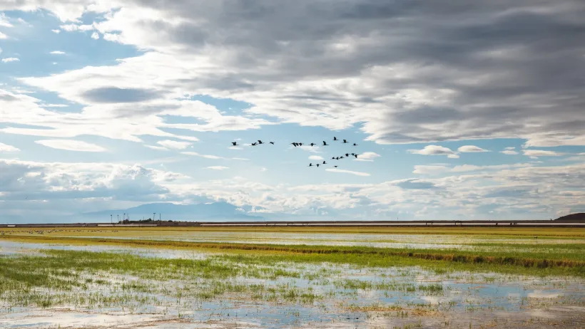 Birds flying over flat irrigated farmland in Imperial Valley, California.