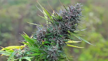 Marijuana
