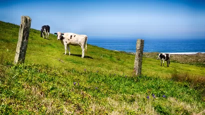Pasture land