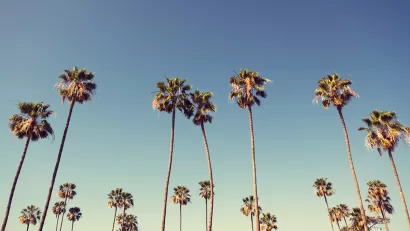 Palm Trees