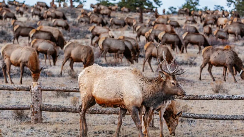 Large herd of elk in Colorado.