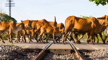 Cows and Railroad Tracks