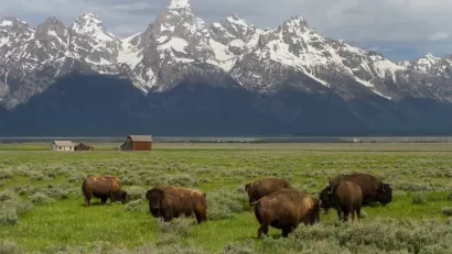 Herd of bison grazing in green field with snow-capped Wyoming mountains in background