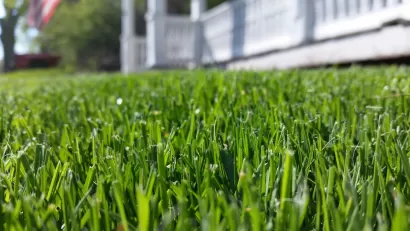 Close-up from ground level of green lawn with colonial house in background